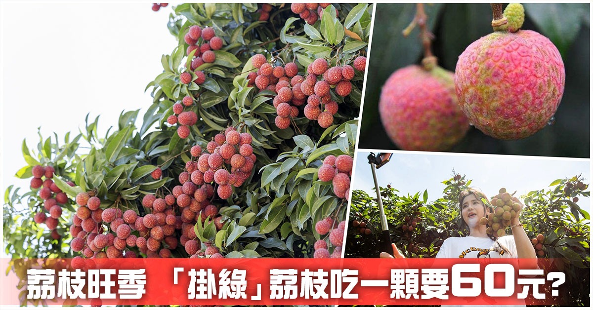 广东荔枝有多强?产量全国占半 科技配送 增城挂绿千元天价之谜 | 直通广州 | 乐活湾区 | 当代中国