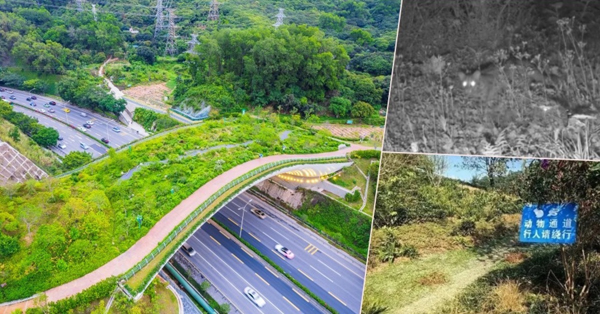 Explore China's first bridge for wildlife animals in Shenzhen ...