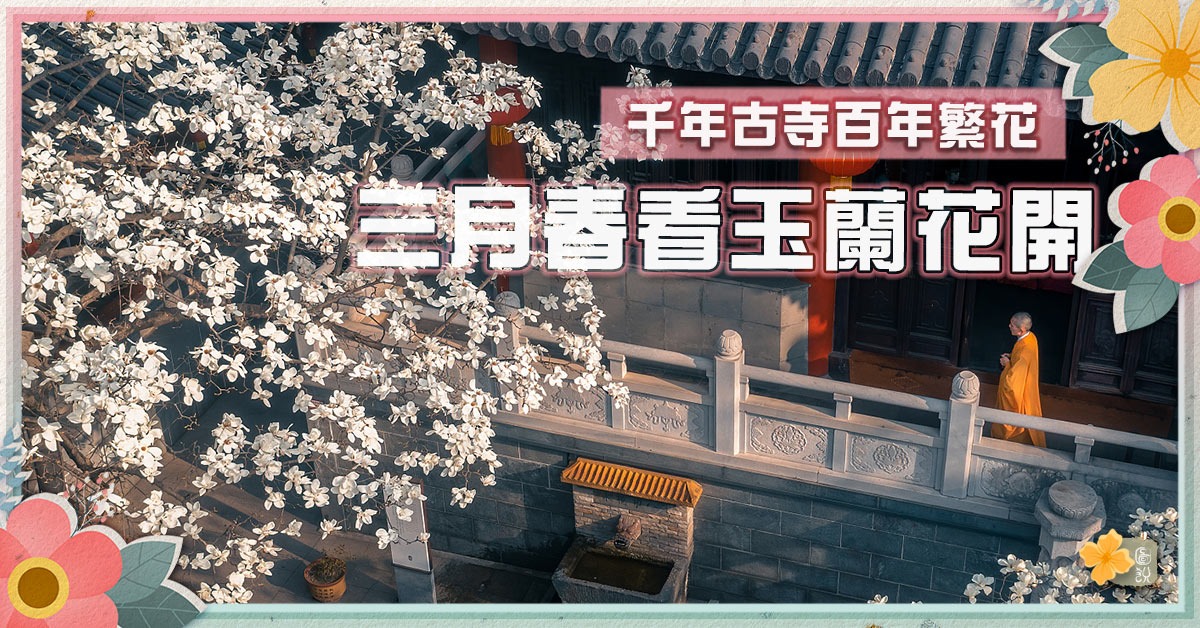 春暖花海｜三月春玉兰花开 盘点3大千年古寺 赏禅意春色 | 图说中国 | 文化精华 | 当代中国