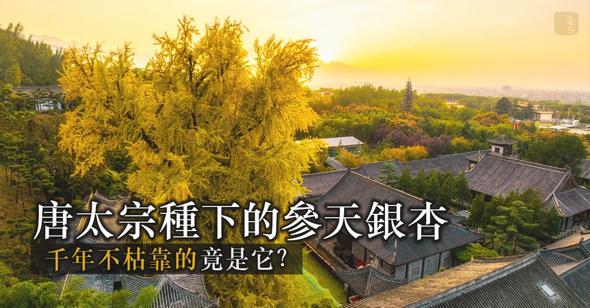 Mystery of the "ageless" ginkgo tree in China's Xi'an Snapshot of