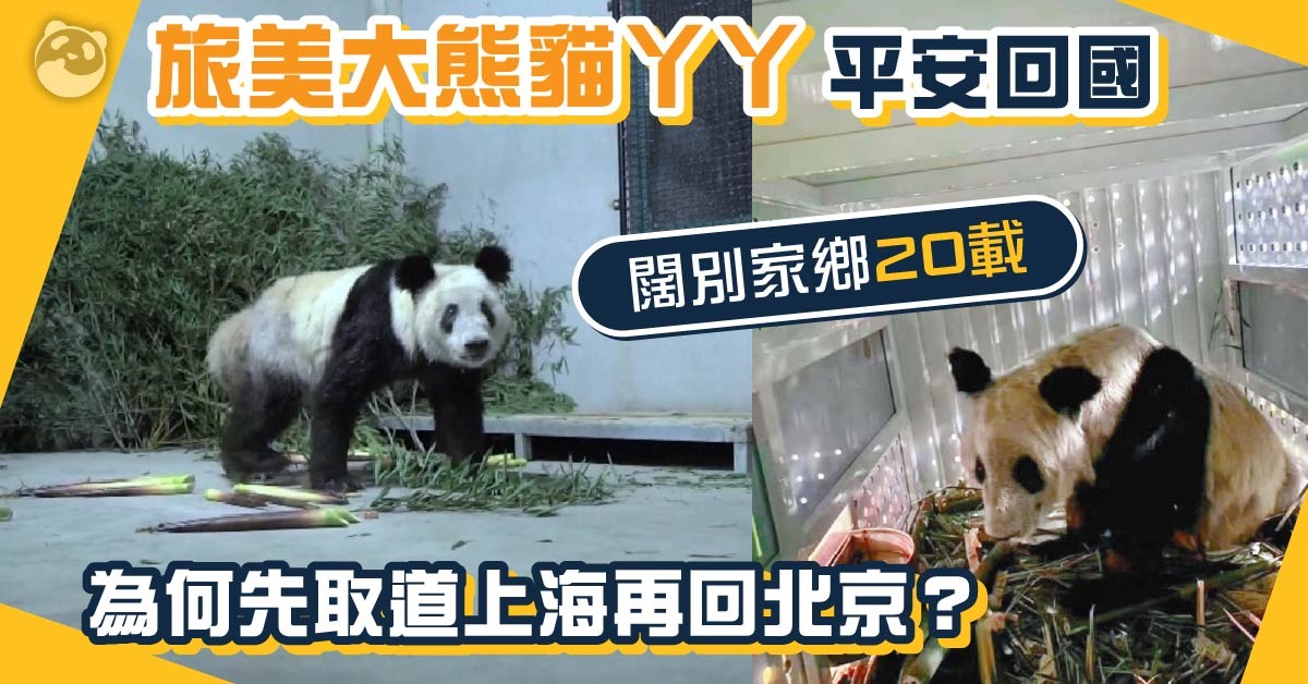旅美20年 大熊猫丫丫坐专机回国 与乐乐遗体同抵上海 | 社会民生 | 焦点纵览 | 当代中国